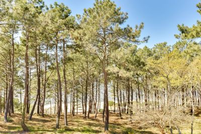 Sale House Arcachon 7&nbsp;Rooms 250&nbsp;m²